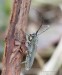 kozlíček kovolesklý (Brouci), Opsilia coerulescens, Cerambycidae, Phytoecia (Coleoptera)